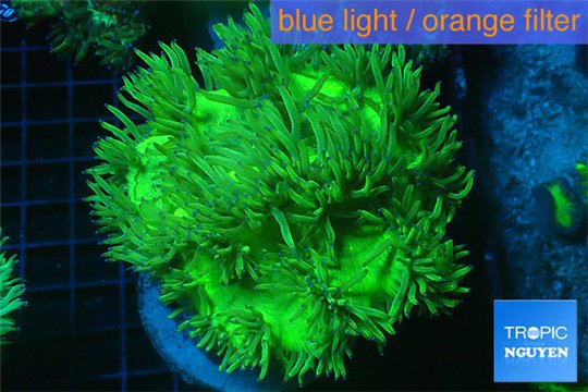 Catalaphyllia green & pink tip 7-14 cm WYSIWYG acclimaté