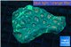 Favia green marble 4-7 cm WYSIWYG acclimaté