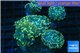 Euphyllia paraancora gold 8-14 cm WYSIWYG acclimaté