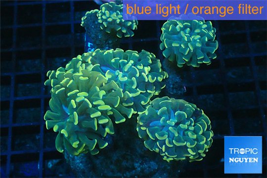 Euphyllia paraancora gold 8-14 cm WYSIWYG acclimaté