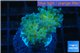 Euphyllia paraancora gold green 2 polyps WYSIWYG acclimaté