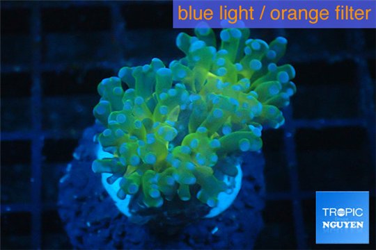 Euphyllia paraancora gold green 2 polyps WYSIWYG acclimaté