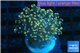 Euphyllia paradivisa orange 3-6 cm WYSIWYG acclimaté