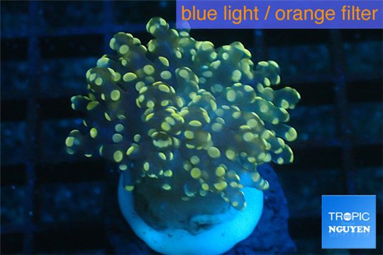 Euphyllia paradivisa orange 3-6 cm WYSIWYG acclimaté