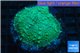Rhodactis green blue big leaf 1 polyp WYSIWYG acclimaté