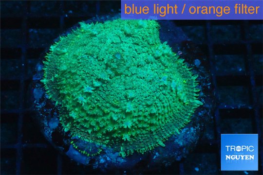 Rhodactis green blue big leaf 1 polyp WYSIWYG acclimaté