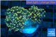 Euphyllia paradivisa orange 4-6 cm WYSIWYG acclimaté