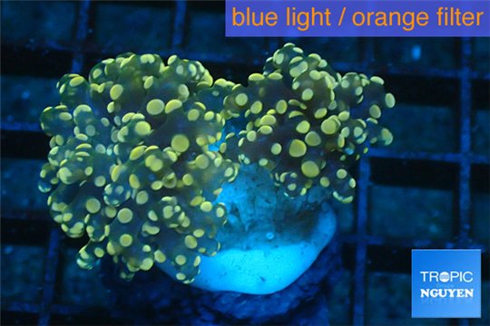 Euphyllia paradivisa orange 4-6 cm WYSIWYG acclimaté