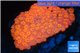Goniopora red 4-6 cm WYSIWYG acclimaté