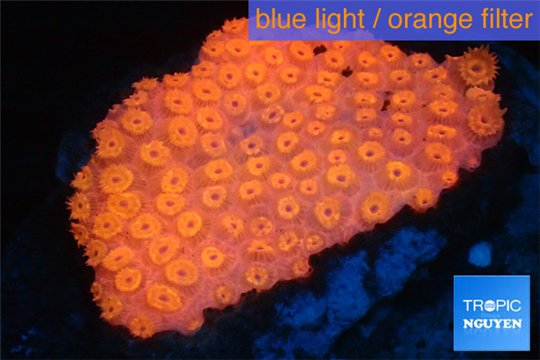 Goniopora red 4-6 cm WYSIWYG acclimaté