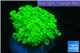 Goniopora green 4-6 cm WYSIWYG acclimaté