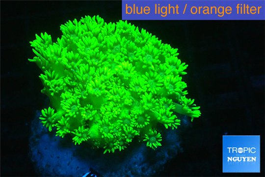 Goniopora green 4-6 cm WYSIWYG acclimaté