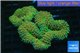 Lobophyllia rainbow 7-11 cm WYSIWYG acclimaté