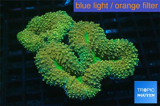 Lobophyllia rainbow 7-11 cm WYSIWYG acclimaté