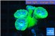 Duncanopsammia green 4 polyps WYSIWYG acclimaté