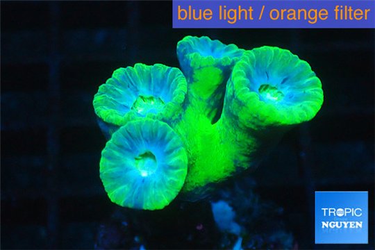 Duncanopsammia green 4 polyps WYSIWYG acclimaté
