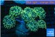 Euphyllia paraancora gold green 8-12 cm WYSIWYG acclimaté
