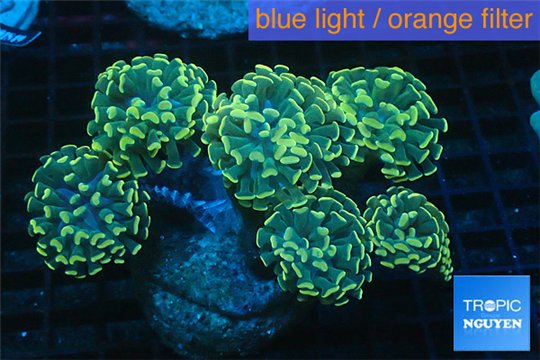 Euphyllia paraancora gold green 8-12 cm WYSIWYG acclimaté