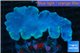 Sinularia dura golden polyps 6-8 cm WYSIWYG acclimaté