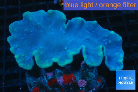 Sinularia dura golden polyps 6-8 cm WYSIWYG acclimaté