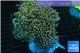 Euphyllia paradivisa orange 8-14 cm WYSIWYG acclimaté