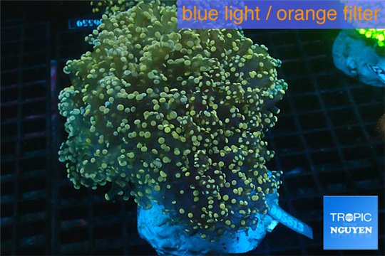 Euphyllia paradivisa orange 8-14 cm WYSIWYG acclimaté