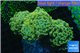 Euphyllia paraancora gold green 8-12 cm WYSIWYG acclimaté