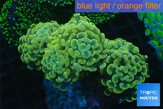 Euphyllia paraancora gold green 8-12 cm WYSIWYG acclimaté