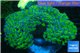 Euphyllia ancora gree purple 7-14 cm WYSIWYG acclimaté