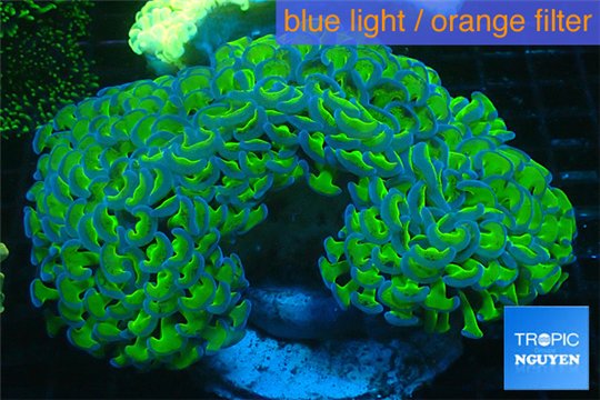 Euphyllia ancora gree purple 7-14 cm WYSIWYG acclimaté