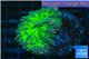 Ricordea yuma green purple 1 polyp WYSIWYG acclimaté