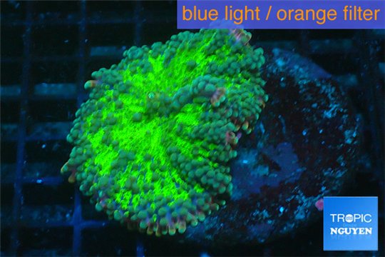 Ricordea yuma green purple 1 polyp WYSIWYG acclimaté