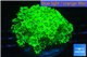 Goniopora green gold 4-8 cm WYSIWYG acclimaté