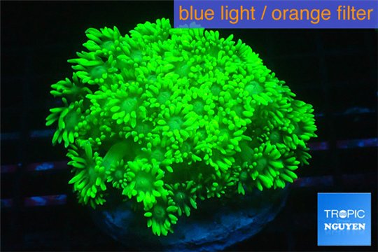 Goniopora green gold 4-8 cm WYSIWYG acclimaté