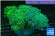 Euphyllia yaeyamaensis green 8-14 cm WYSIWYG acclimaté