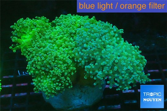 Euphyllia yaeyamaensis green 8-14 cm WYSIWYG acclimaté