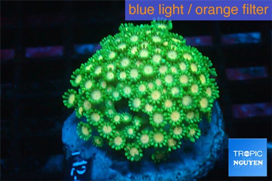 Alveopora green & orange 4-8 cm WYSIWYG acclimaté