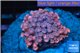 Goniopora red pink 4-7 cm WYSIWYG acclimaté
