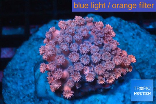 Goniopora red pink 4-7 cm WYSIWYG acclimaté