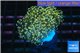 Euphyllia paradivisa orange 4-6 cm WYSIWYG acclimaté
