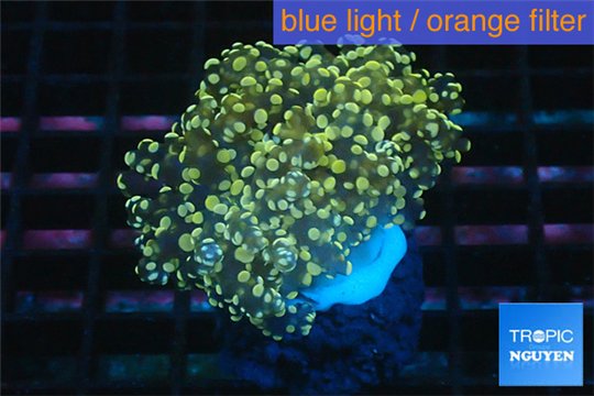 Euphyllia paradivisa orange 4-6 cm WYSIWYG acclimaté
