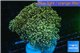 Euphyllia paradivisa orange 8-14 cm WYSIWYG acclimaté