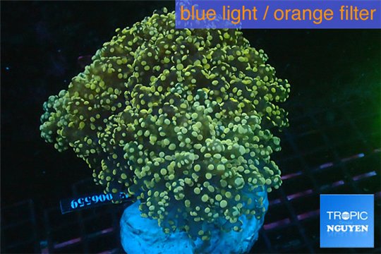 Euphyllia paradivisa orange 8-14 cm WYSIWYG acclimaté