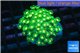 Alveopora green & orange 4-8 cm WYSIWYG acclimaté