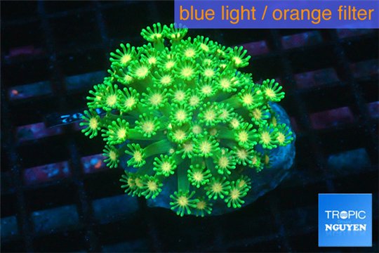 Alveopora green & orange 4-8 cm WYSIWYG acclimaté