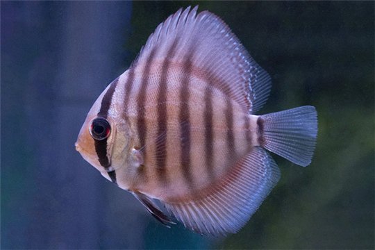 Discus San Merah 10 cm