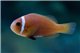 Amphiprion nigripes élevage 3-3,5 cm