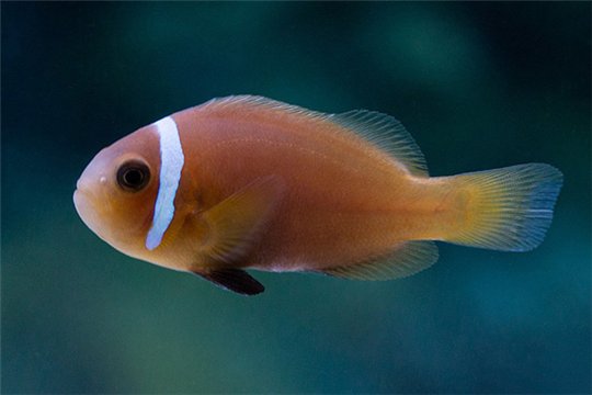 Amphiprion nigripes élevage 3-3,5 cm