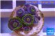 Zoanthus neon green magician blue 6-8 polyps WYSIWYG acclimaté