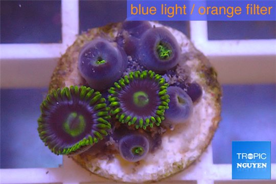 Zoanthus neon green magician blue 6-8 polyps WYSIWYG acclimaté